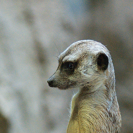 meerkat manner