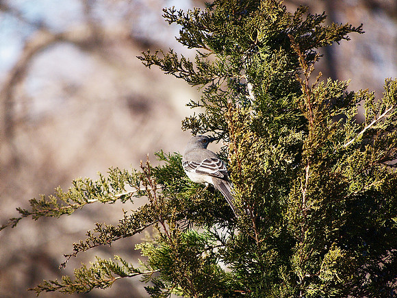 Mockingbird in Juniper Tree