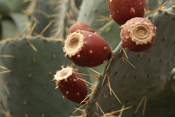 Cactus fruit (Opuntia)