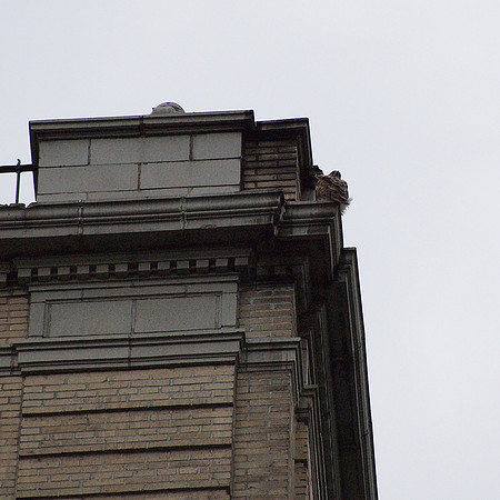 Young Red-Tailed Hawk, 81st and Central Park West