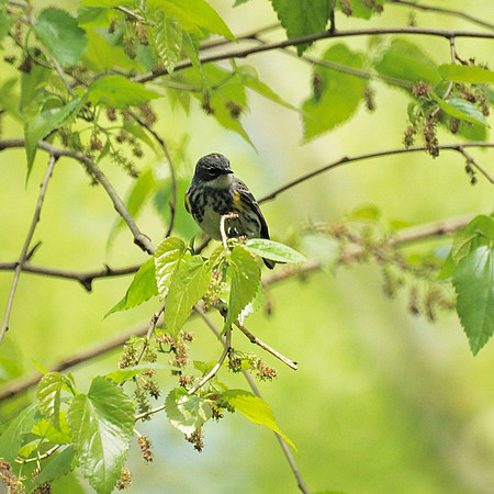 Yellow-Rumped Warbler, Central Park