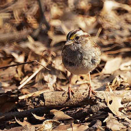 White-Throated Sparrow