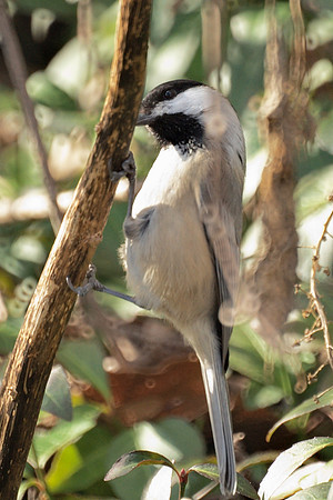 Black-Capped Chickadee, Central Park