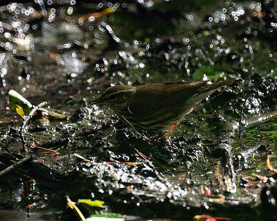 Nothern Waterthrush