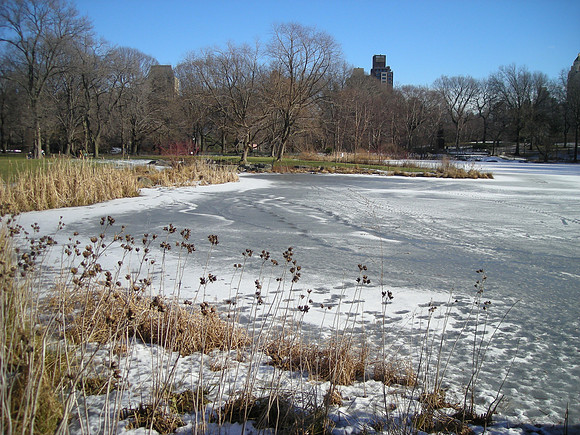 Turtle Pond in winter