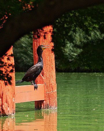 Cormorant, Japanese Garden