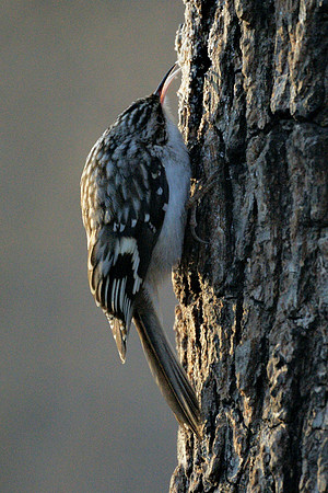 Brown Creeper, Central park