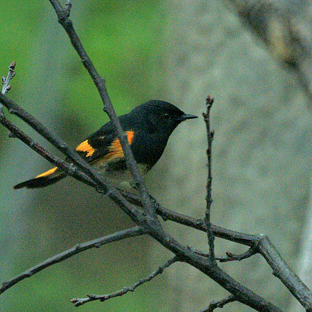 American Redstart, Central Park