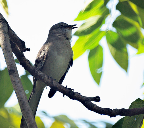 Mockingbird, NY Botanical Graden
