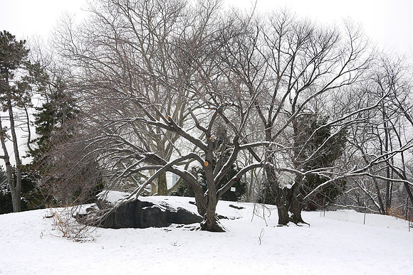 Interesting pruning strategy, Cedar Hill, Central Park