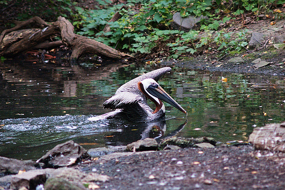 Pelican Landing
