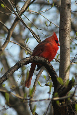 Cardinal