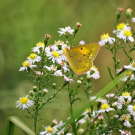 Sulphur Butterfly