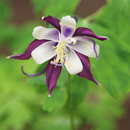 Columbine