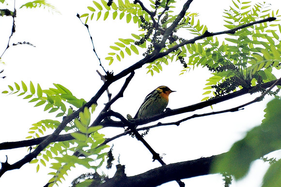 Blackburnian Warbler, Central Park