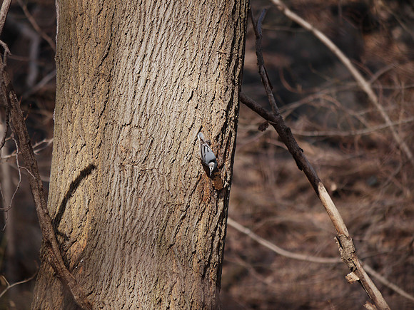 White-Breasted Nuthatch, Central Park