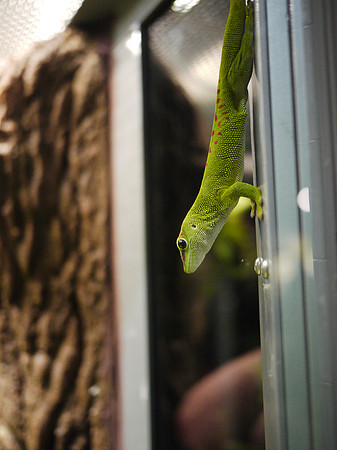 Leaf-Tailed Gecko, Museum of Natural History