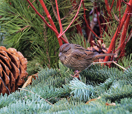 Lincoln Sparrow, Bryant Park