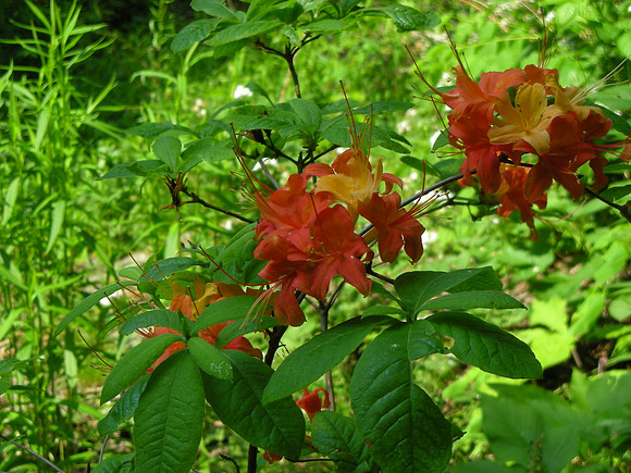 At Azalea Pond, Central Park