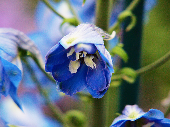 Blue Delphinium