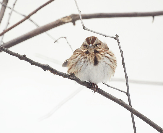 Song Sparrow, Winter