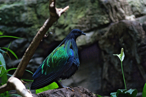 Nicobar Pigeon