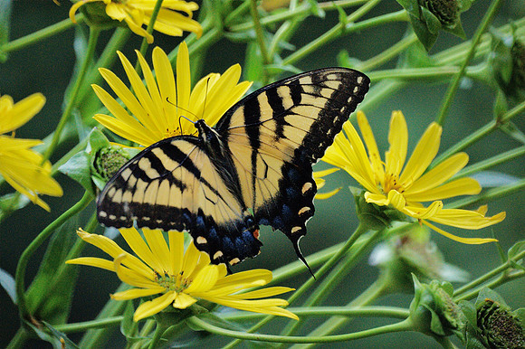 Tiger Swallowtail, Central Park