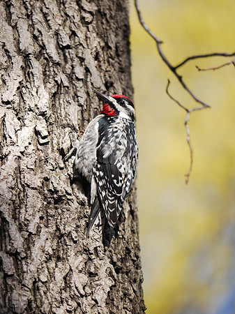 Yellow-Bellied Sapsucker, Central Park