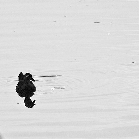 Wood Duck, Central Park Lake, Dusk