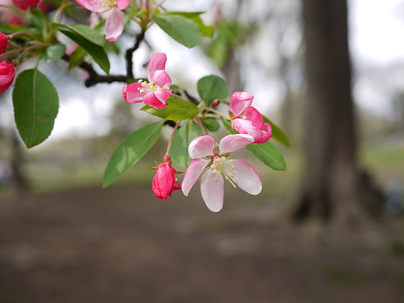 Cherry blossoms, Central Park