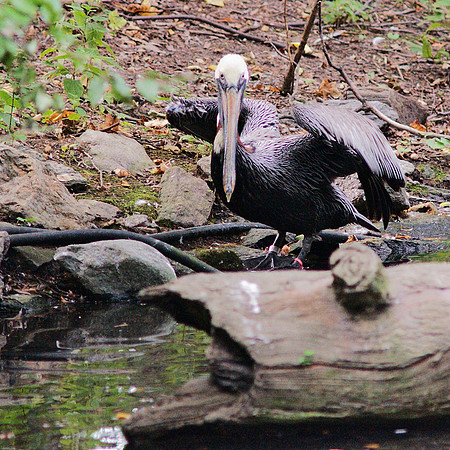 Brown Pelican