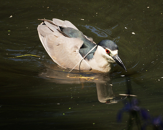 Black-Crowned Night Heron, Turtle Pond