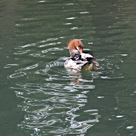Merganser grooming, Bronx Zoo
