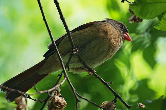 Cardinal Above