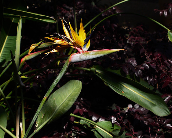 Bird of Paradise flower