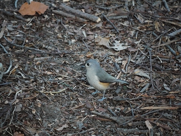 Tufted Titmouse, Central Park