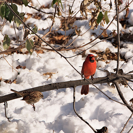Cardinal and White-throated Sparrow, Central Park