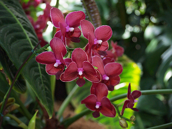 Phal. Chingruey's Fancy