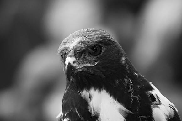 African Buzzard, Bronx Zoo