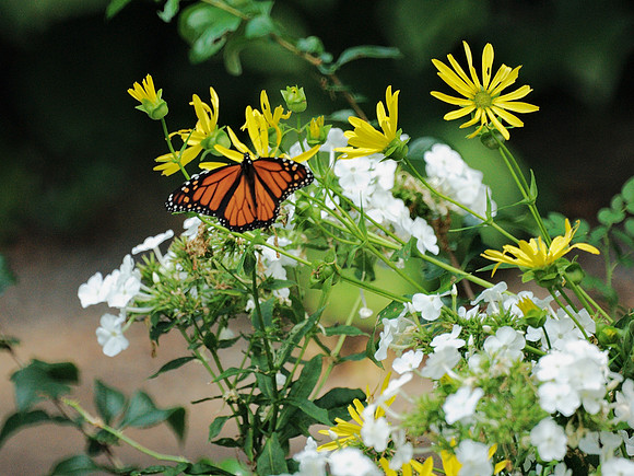 Monarch Butterfly, Central Park