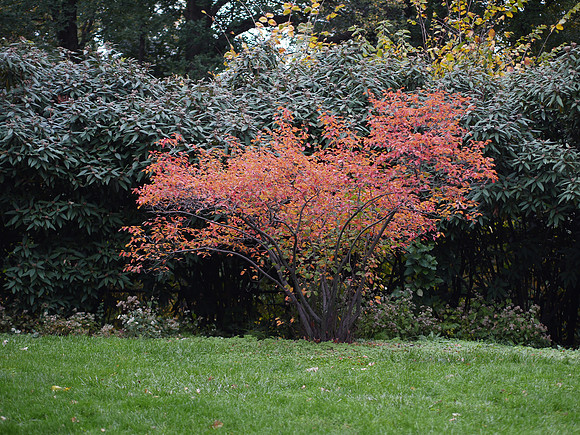 Central Park