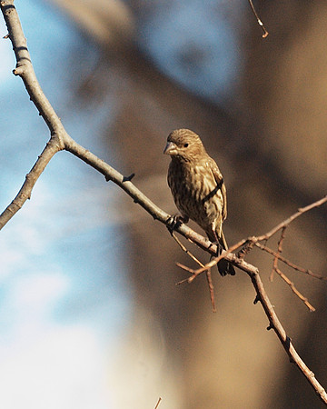 House Finch (female)
