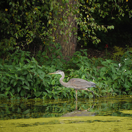 Grat Blue Heron, Turtle Pond