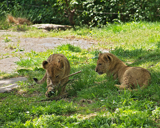 Lion Cubs Playing