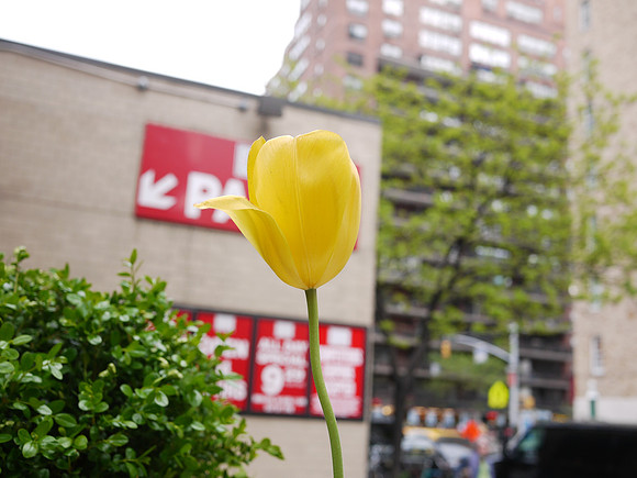 Tulip, East 81st Street