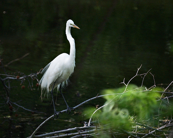 Great Egret, Upper Lobe of Central Park Lake
