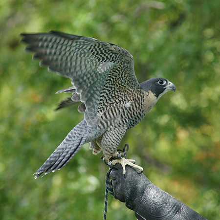Peregrine Falcon