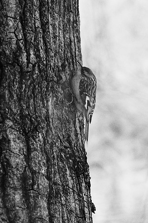 Brown Creeper