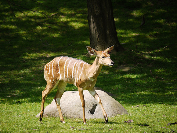 Baby Nyala, Bronx Zoo
