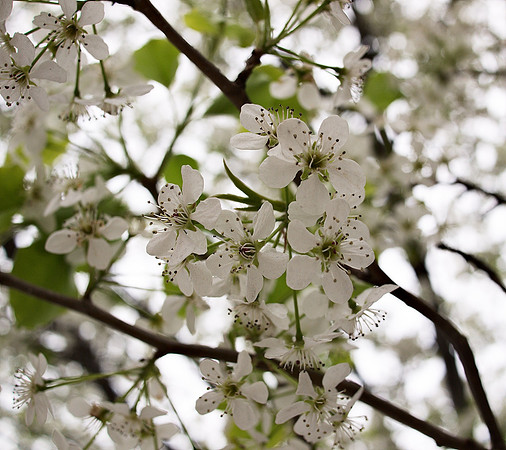 Callery Pear blossoms, Ninth Avenue